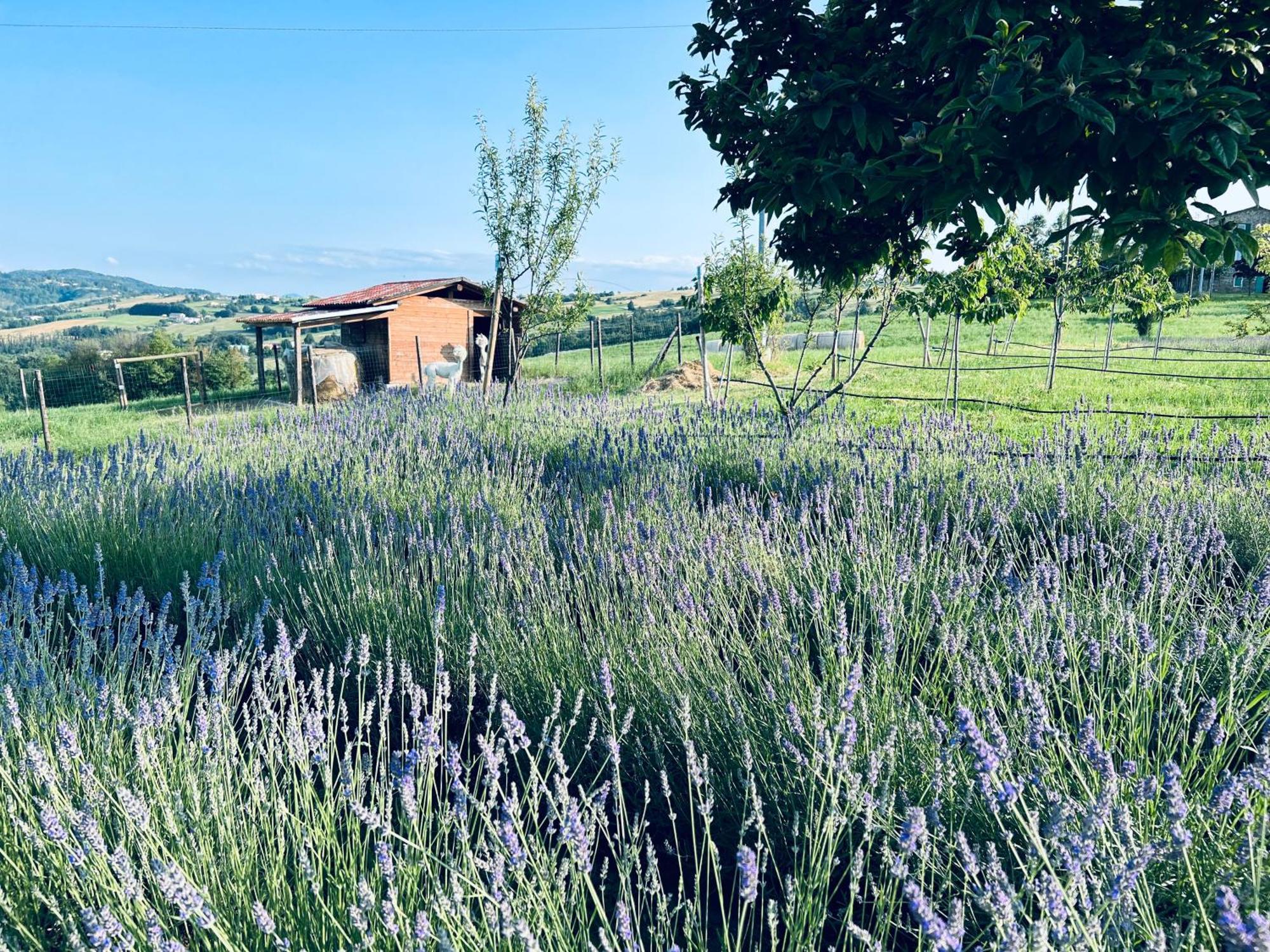 La Baita Nei Boschi Villa Serramazzoni Exterior photo